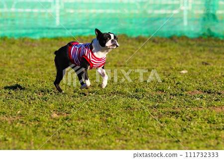 Mighty, a Boston terrier, happily jumps around the dog run in the field ♡ Mighty, a Boston terrier, happily jumps around the dog run in the field ♡ 111732333