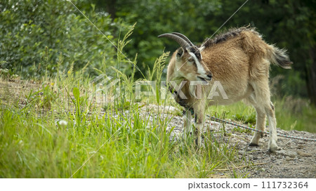 a horned adult goat on a leash grazes in a meadow and eats grass a horned adult goat on a leash grazes in a meadow and eats grass 111732364