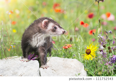 ferret in nature 111732543
