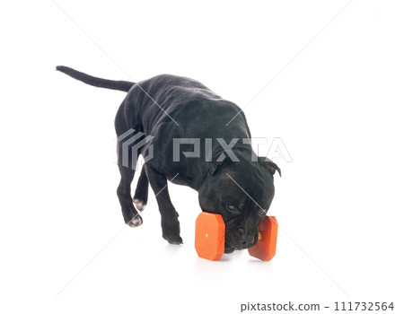 staffordshire bull terrier 111732564
