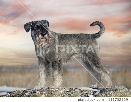 Standard Schnauzer in nature 111732569