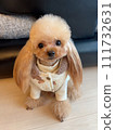 long hair toy poodle 111732631