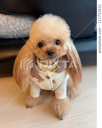 長毛玩具貴賓犬 111732631