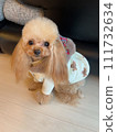 long hair teacup poodle 111732634