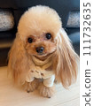 long hair teacup poodle 111732635