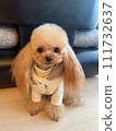 Toy poodle with twin tails 111732637