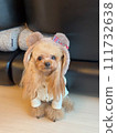 Toy poodle wearing a bear ear hat 111732638