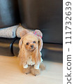 Teacup poodle wearing a bear ear hat 111732639