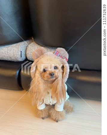 戴著熊耳朵帽的茶杯貴賓犬 111732639