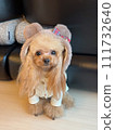 Toy poodle with bear ears 111732640