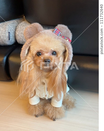 有熊耳朵的玩具貴賓犬 111732640