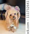 Teacup poodle wearing bear ears 111732641