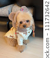 Toy poodle wearing bear ear hood 111732642
