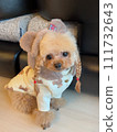 Braided toy poodle 111732643
