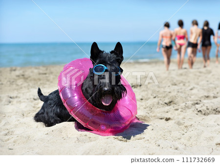 scottish terrier on the beach 111732669