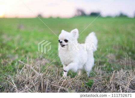 chihuahua in nature 111732671