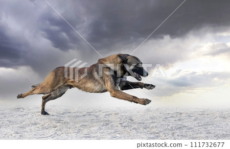 training of belgian shepherd 111732677