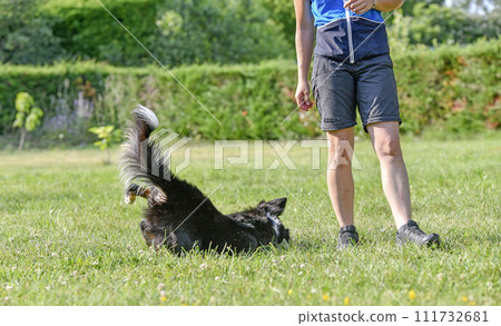 obedience training with a border collie 111732681