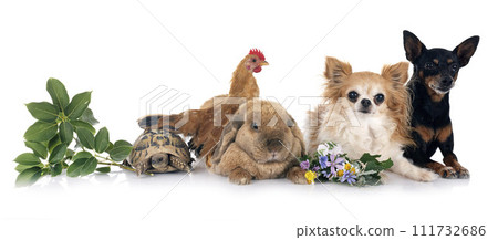 rabbit, dogs and chicken rabbit, dogs and chicken 111732686