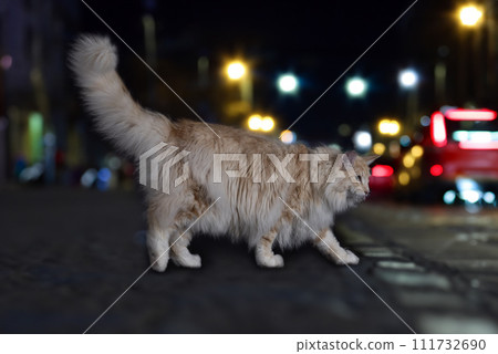 Norwegian Forest cat 111732690