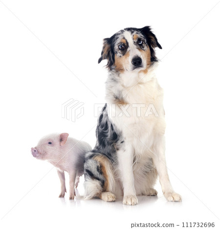 miniature pig and australian shepherd in studio 111732696