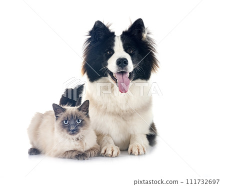 young Yakutian Laika and siamese cat young Yakutian Laika and siamese cat 111732697