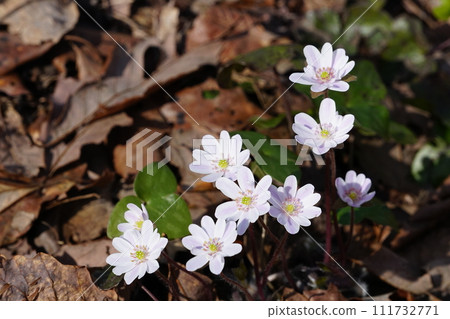Yukiwarikusa flowers that shine white in the sunlight Ver2 Yukiwarikusa flowers that shine white in the sunlight Ver2 111732771