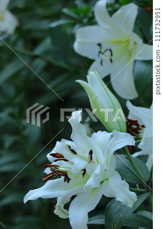 A flower that symbolizes chastity 111732951