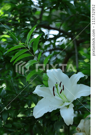 象徵貞潔的花 象徵貞潔的花 111732952