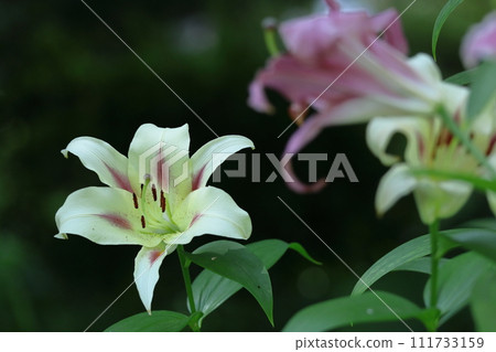 A flower that symbolizes chastity 111733159