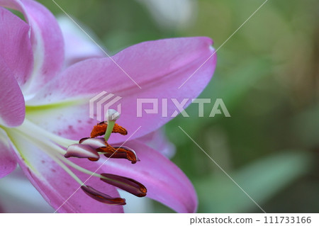 象徵貞潔的花 111733166