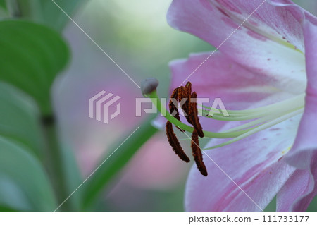 A flower that symbolizes chastity A flower that symbolizes chastity 111733177