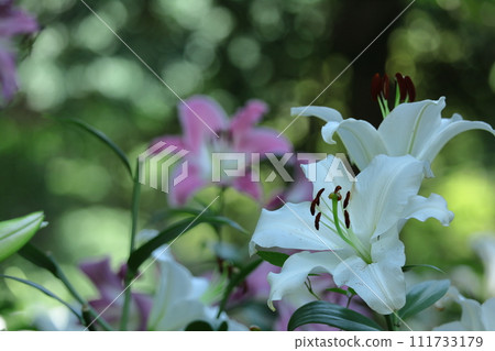 A flower that symbolizes chastity 111733179