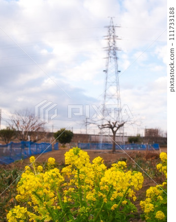Rapeseed flower field and power transmission tower Rapeseed flower field and power transmission tower 111733188