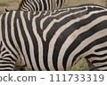 zebra pattern 111733319
