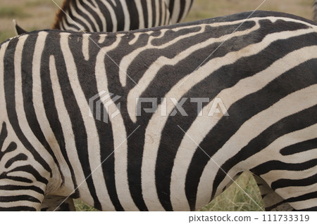 zebra pattern zebra pattern 111733319