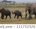 Elephants walking in Masai Mara 111733320