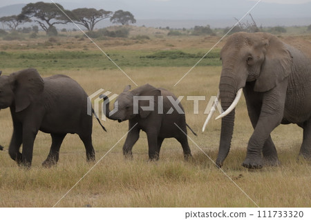 Elephants walking in Masai Mara 111733320