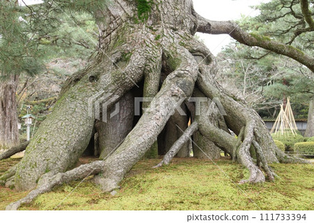 Kenrokuen's rooting pine tree 111733394