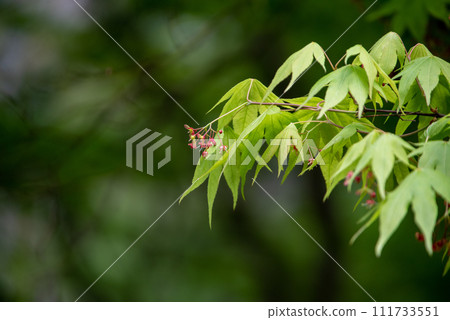 紅葉花 紅葉花 111733551