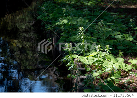 Fukinotou among the fresh green trees reflected on the water surface Fukinotou among the fresh green trees reflected on the water surface 111733564