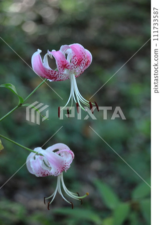 A flower that symbolizes chastity 111733587