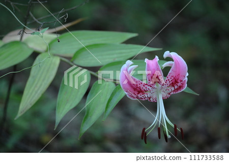 A flower that symbolizes chastity 111733588