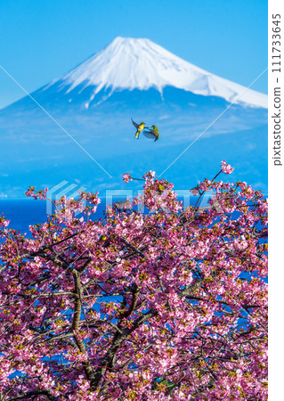 White-eye dancing above Kawazu cherry blossoms with Mt. Fuji in the background 111733645