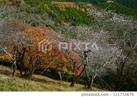 藤岡市大西區三波川櫻山公園的冬櫻花和秋葉盛開 111733670