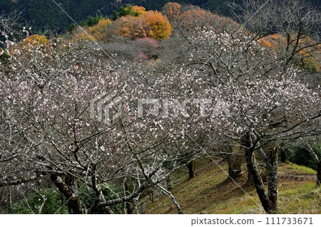 藤岡市大西區三波川櫻山公園的冬櫻花和秋葉盛開 111733671