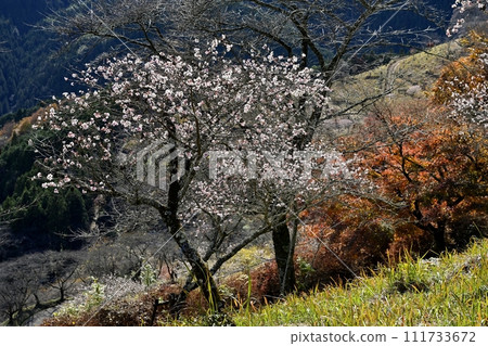 藤岡市大西區三波川櫻山公園的冬櫻花和秋葉盛開 111733672