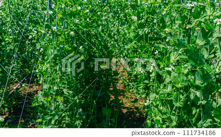 荷蘭豆種植 荷蘭豆種植 111734186