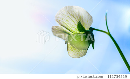 White flower blooming flowers 111734219