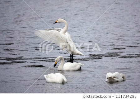A swan flapping its wings. 111734285